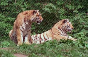 Tiger cubs