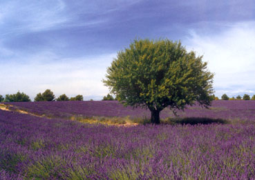 EnglishLavender.jpg (34144 bytes)