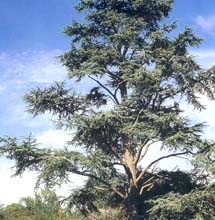 cedarwood.jpg (27136 bytes)