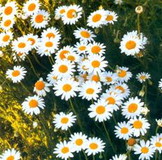 chamomile.jpg (20607 bytes)