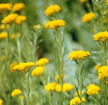 helichrysum.jpg (10392 bytes)