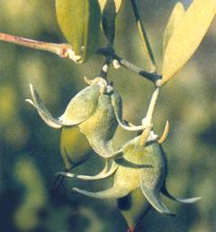 jojoba.jpg (12040 bytes)