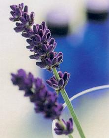 lavender.jpg (9804 bytes)