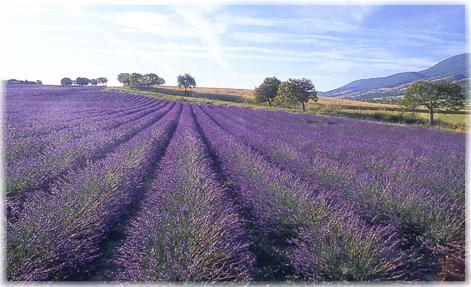 lilydale_lavenderfarm.jpg (33725 bytes)