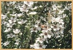 manuka_flower.jpg (18341 bytes)