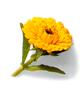 marigold.jpg (1958 bytes)