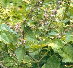 patchouli.jpg (18923 bytes)