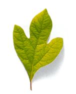 sassafras.jpg (3801 bytes)