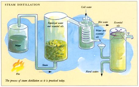 steam_distillation.jpg (23077 bytes)