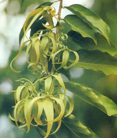 ylangylang.jpg (14508 bytes)