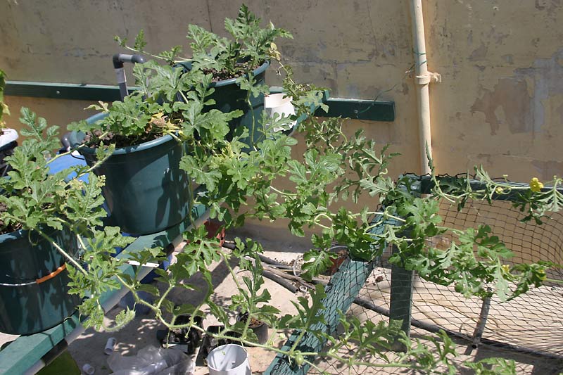 Watermelon Dilemma - Bucket Size.