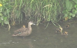 Ducklings in January on the Avon River