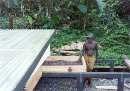 cocoa in drier tray